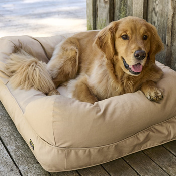 Pet Items