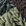 Olive Gray
