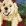 Holiday Dogs