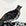 Ptarmigan