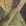 Mossy Oak Country DNA