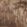 Realtree Max 5