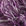 Lavender Ice/Dark Marine Blue