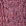 Dark Plum Rose