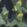 Tuscan Olive Petal Camo