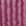 Dark Plum Rose